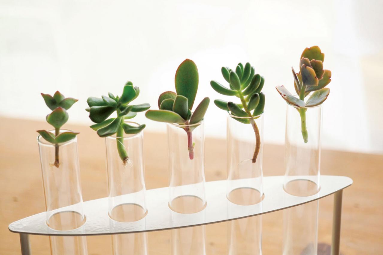 初心者でも簡単！多肉植物&サボテンの育て方。水やり、肥料、増やし方もわかる【保存版】