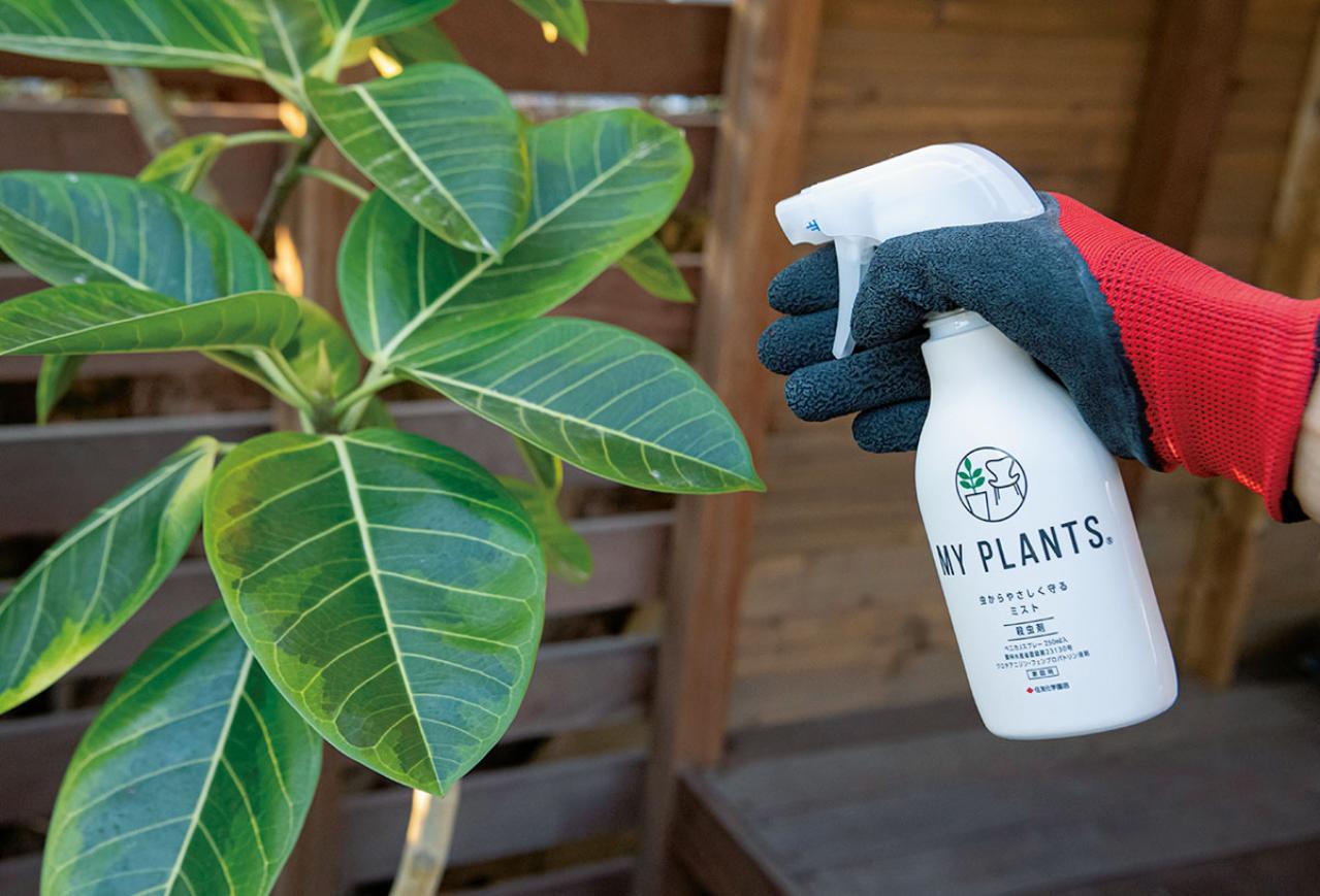 【観葉植物の育て方 Q＆A】元気がない、葉が落ちた、旅行中は、虫対策、お風呂に置いていい？ 18の質問にプロが回答（画像3）