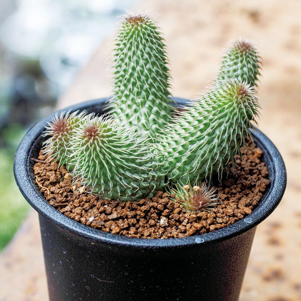 初心者でも育てやすい！多肉植物のおすすめ25選＋小さなサボテン４選（画像8）