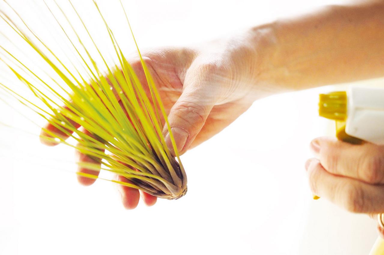 【保存版】エアプランツ「チランジア」の管理ポイント|水やり、光と温度、お手入れ、風通し、ソーキング【観葉植物】（画像4）