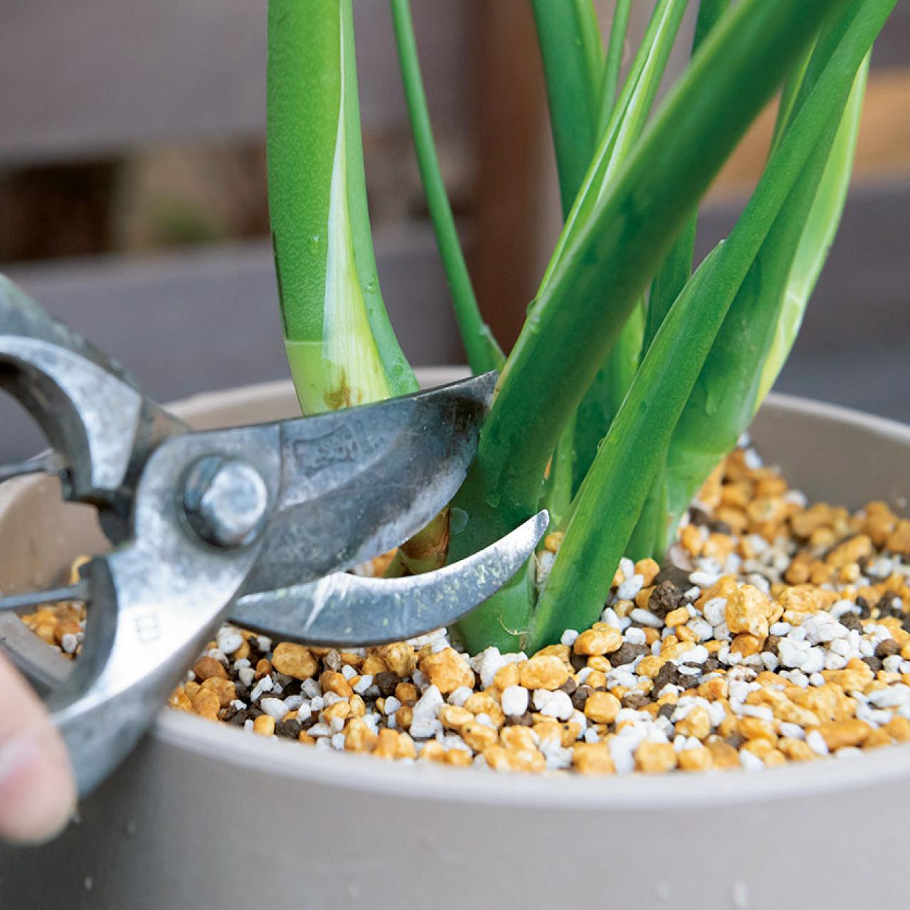 中型&大型観葉植物の育て方。置き場所、水やり、肥料、植えかえ、鉢の大きさは？（画像10）