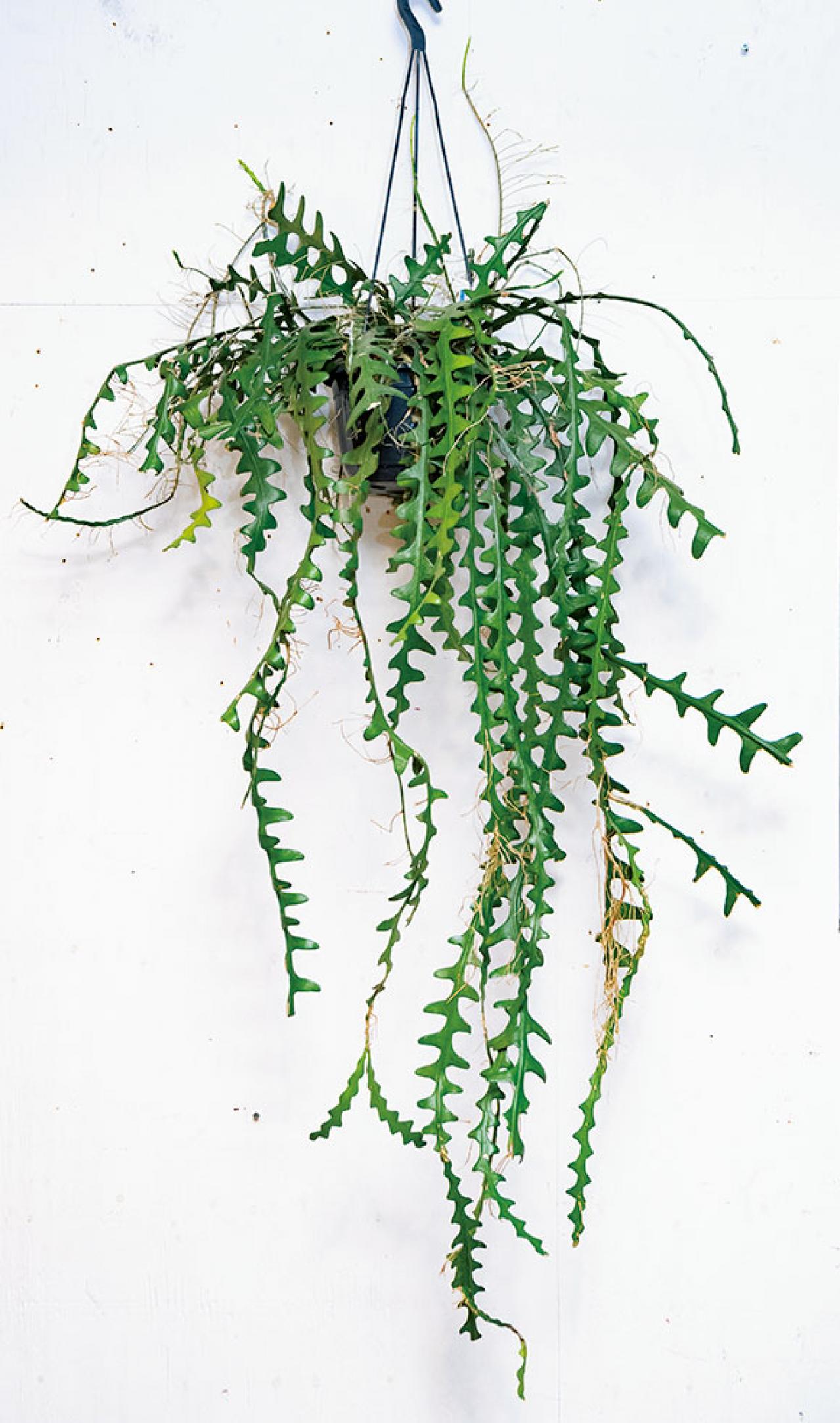 中型&大型の観葉植物おすすめ13選。家の中で育てるシンボルツリー　（画像13）