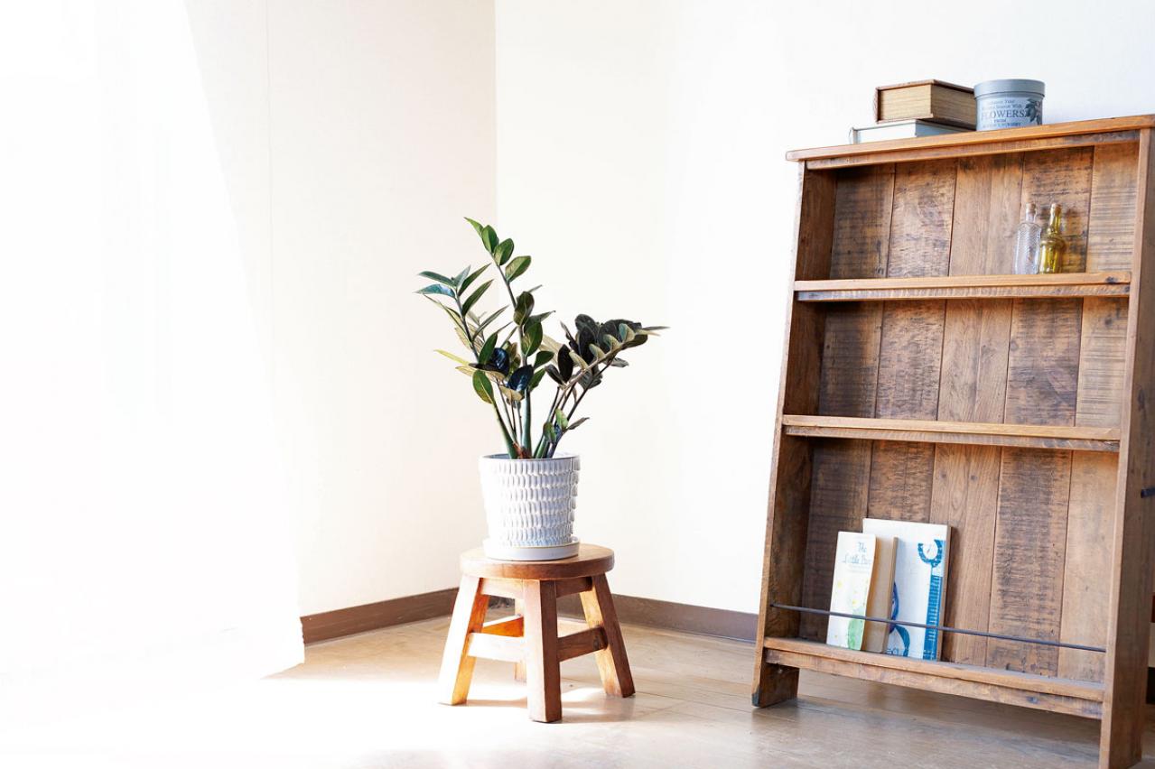 【ミニ観葉植物】人気15選！　人気ネットショップ「e -花屋さん」がおすすめ（画像20）