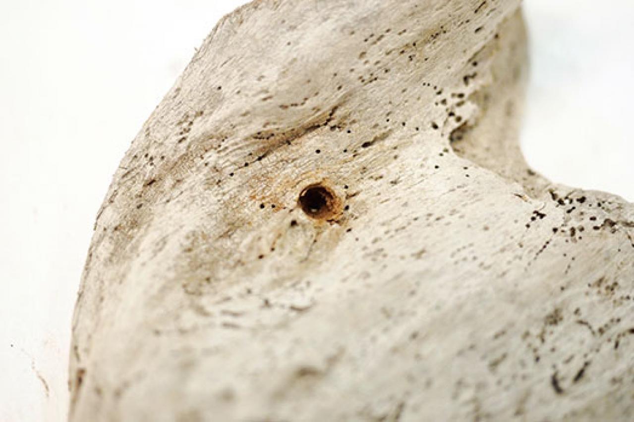 【観葉植物】エアプランツを流木に固定したらこうなった！　【チランジア】のディスプレーアイディア５（画像4）