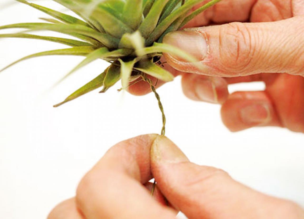 【観葉植物】エアプランツを流木に固定したらこうなった！　【チランジア】のディスプレーアイディア５（画像6）