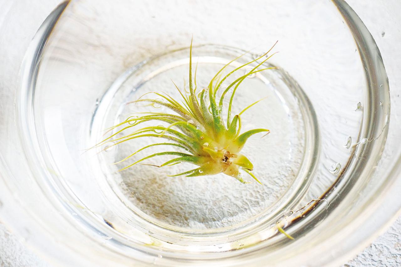 【観葉植物】チランジア（エアプランツ）の育て方　水やり・光と温度・ソーキングとは？（画像2）