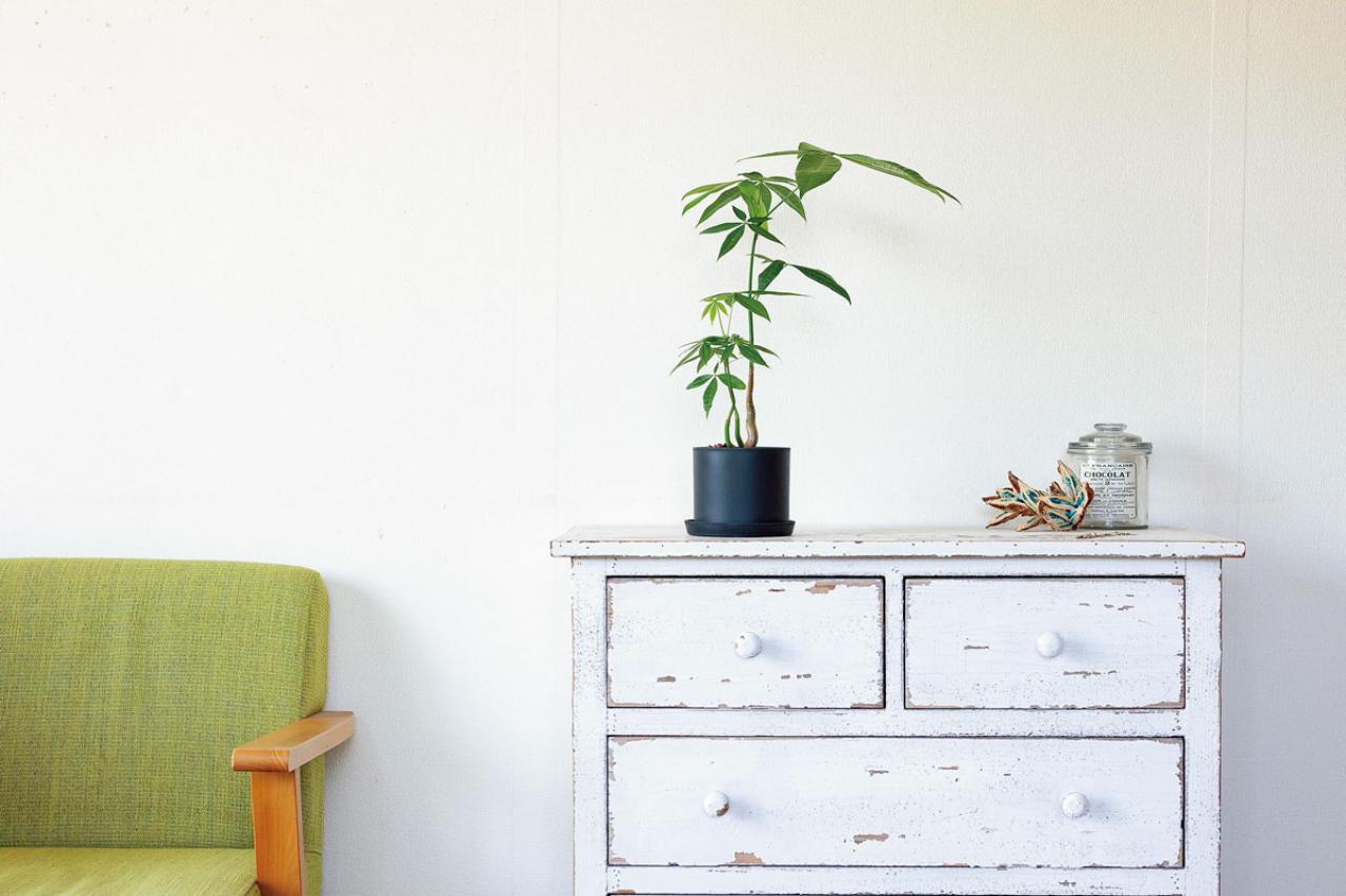 【ミニ観葉植物】人気15選！　人気ネットショップ「e -花屋さん」がおすすめ（画像9）