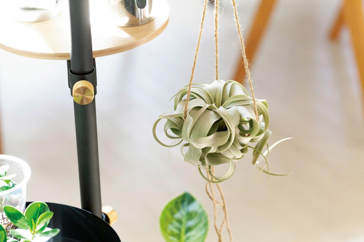 【ミニ観葉植物】人気15選！　人気ネットショップ「e -花屋さん」がおすすめ（画像16）