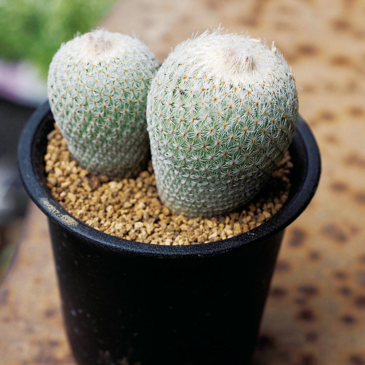 初心者でも育てやすい！多肉植物のおすすめ25選＋小さなサボテン４選（画像14）