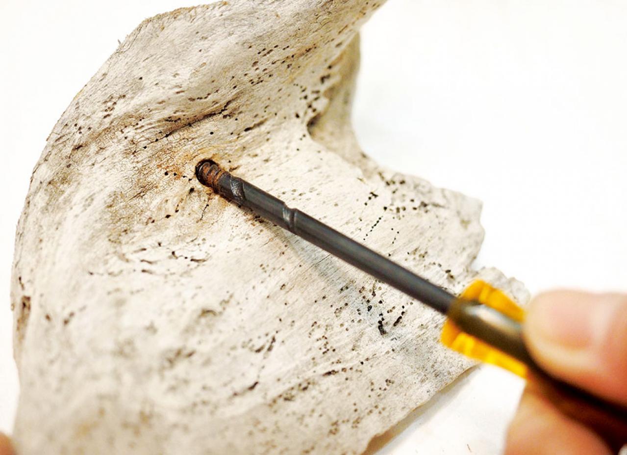 【観葉植物】エアプランツを流木に固定したらこうなった！　【チランジア】のディスプレーアイディア５（画像3）