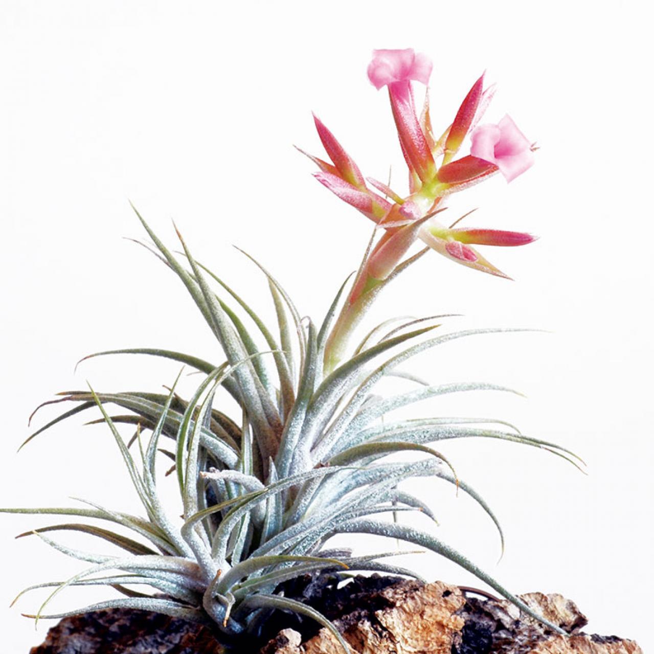 【観葉植物】チランジア（エアプランツ）の育て方　水やり・光と温度・ソーキングとは？（画像3）