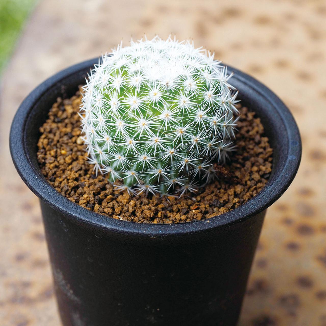 初心者でも育てやすい！多肉植物のおすすめ25選＋小さなサボテン４選（画像13）