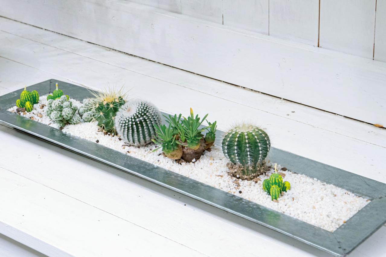 おしゃれなインドアグリーンに！【多肉植物＆サボテン＋雑貨】のアレンジ５　