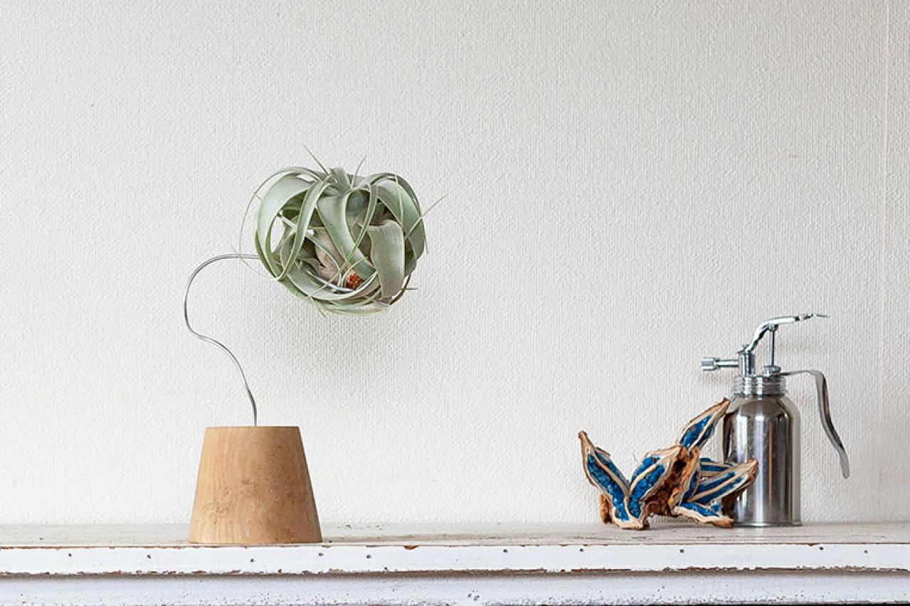 【ミニ観葉植物】人気15選！　人気ネットショップ「e -花屋さん」がおすすめ（画像17）