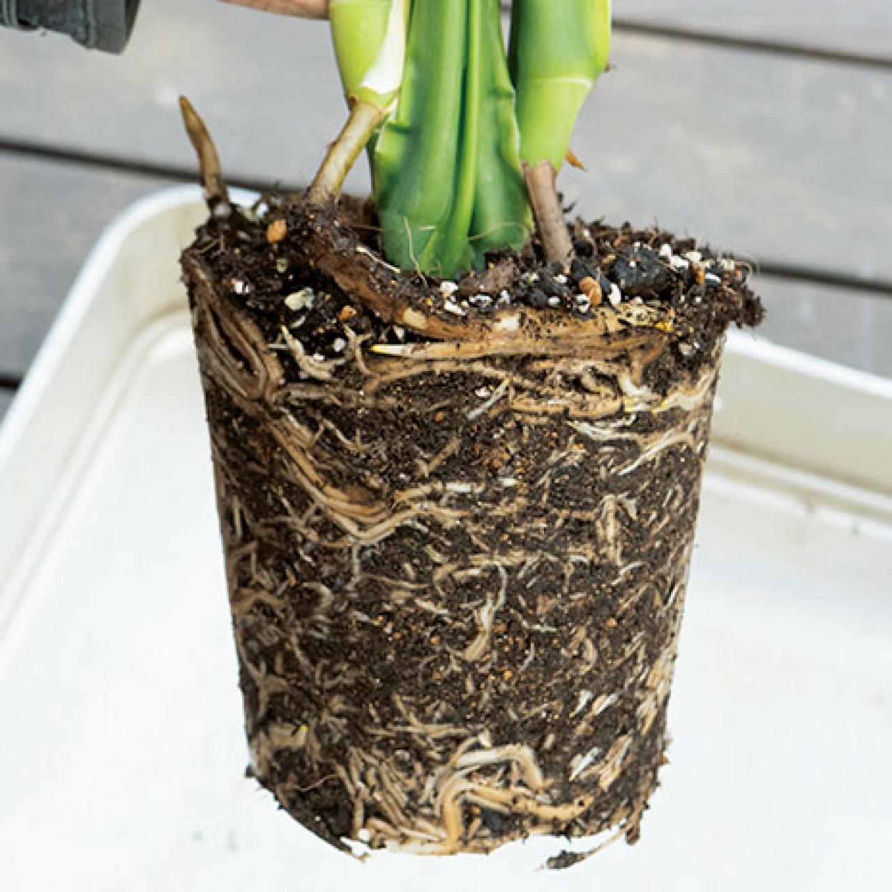 中型&大型観葉植物の育て方。置き場所、水やり、肥料、植えかえ、鉢の大きさは？（画像6）