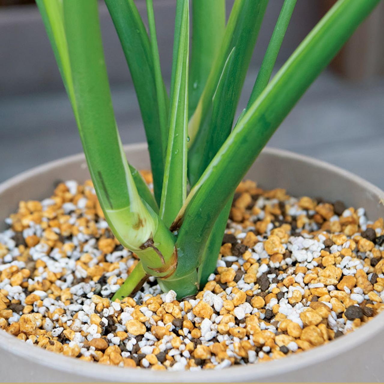 中型&大型観葉植物の育て方。置き場所、水やり、肥料、植えかえ、鉢の大きさは？（画像11）