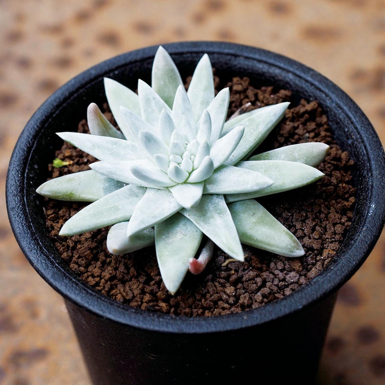 初心者でも育てやすい！多肉植物のおすすめ25選＋小さなサボテン４選（画像10）