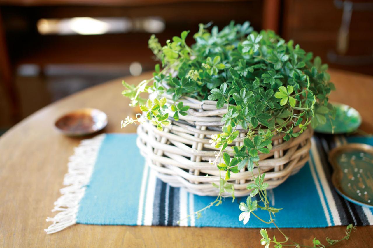 【ミニ観葉植物】人気15選！　人気ネットショップ「e -花屋さん」がおすすめ（画像15）