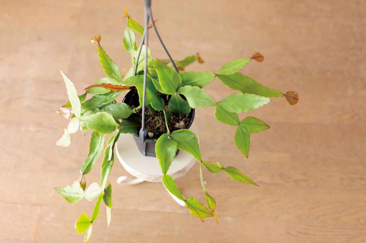 【ミニ観葉植物】人気15選！　人気ネットショップ「e -花屋さん」がおすすめ（画像19）