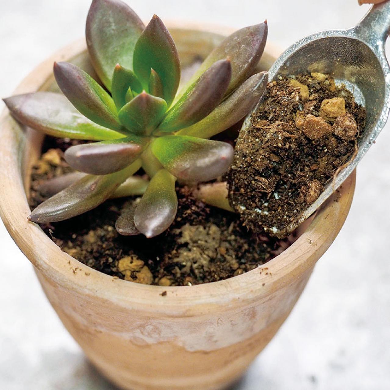 初心者でも簡単！多肉植物&サボテンの育て方。水やり、肥料、増やし方もわかる【保存版】（画像8）