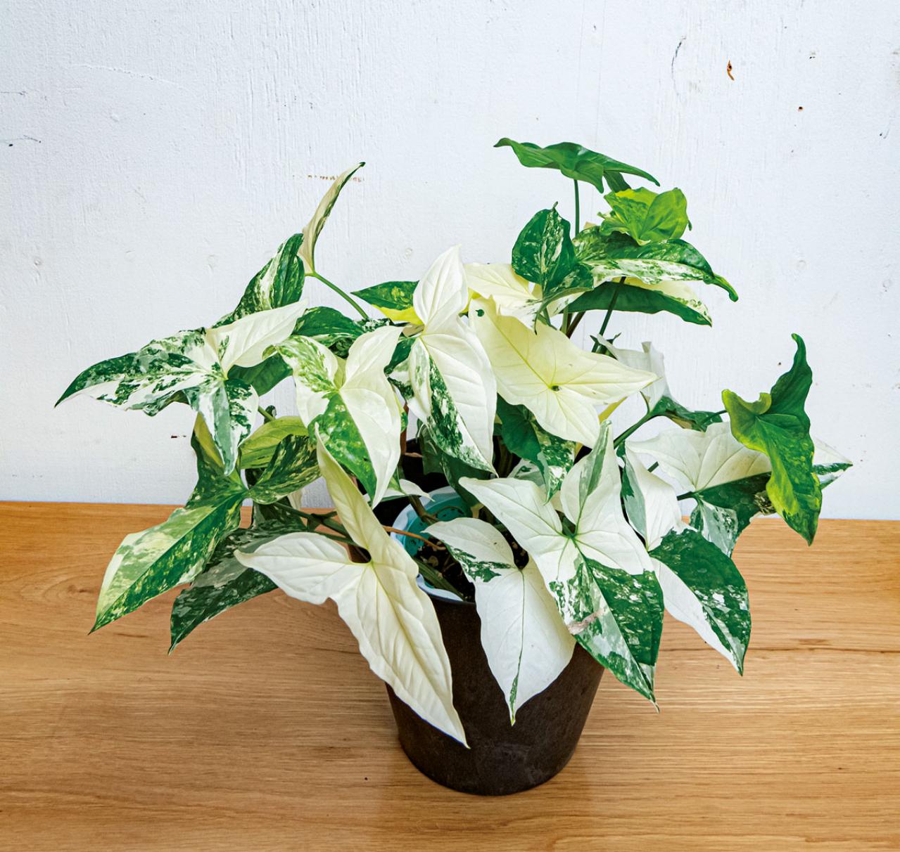 【観葉植物】家の中のシンボルツリーになる 中型と大型おすすめ13選（画像7）