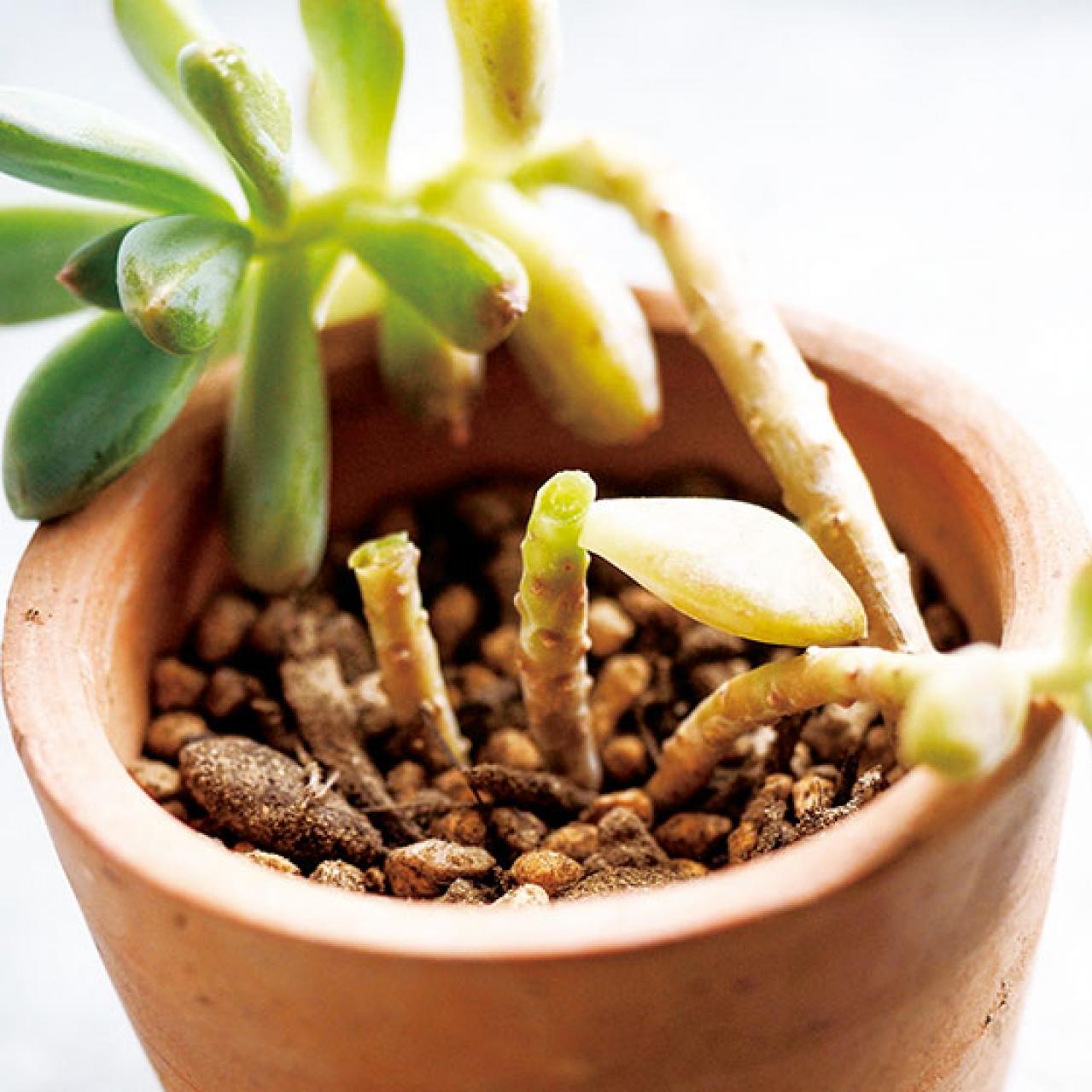 初心者でも簡単！多肉植物&サボテンの育て方。水やり、肥料、増やし方もわかる【保存版】（画像11）