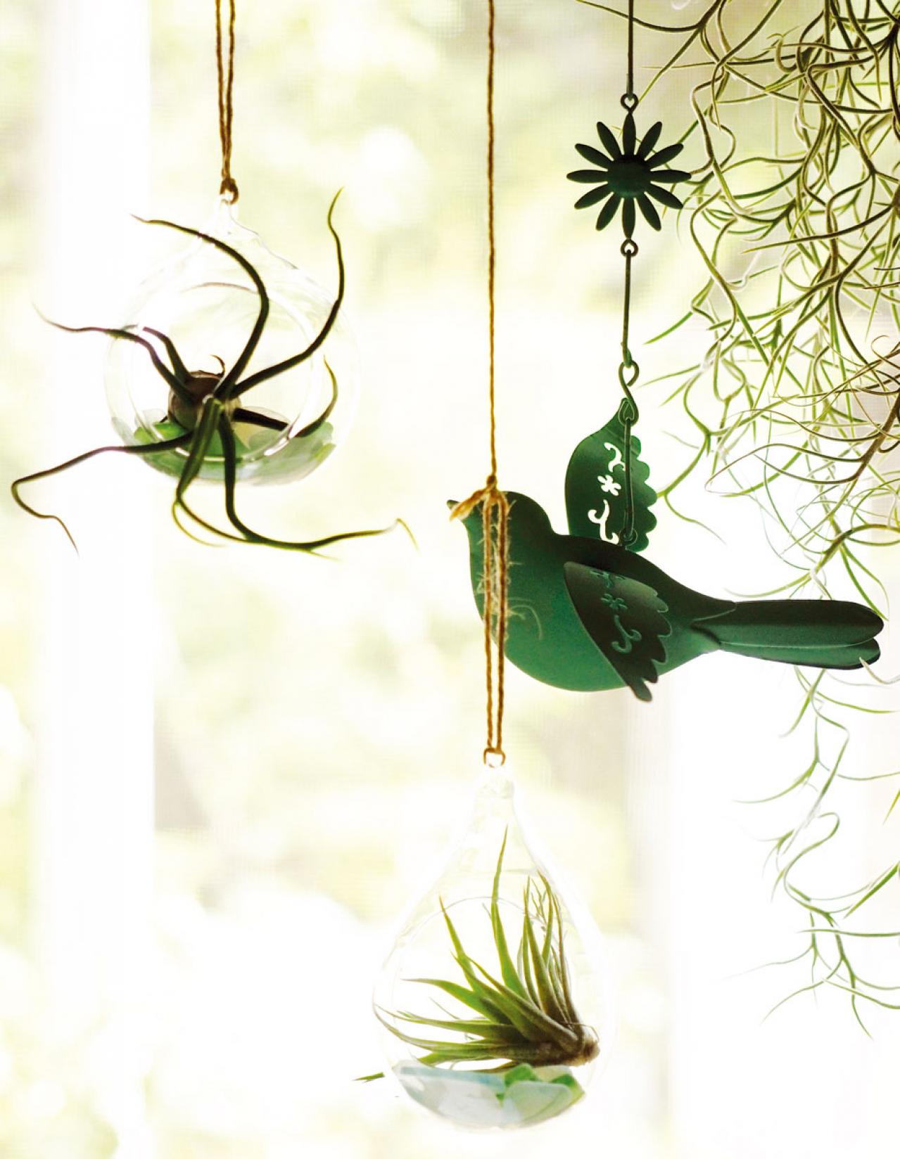 【観葉植物】チランジアのディスプレー実例５　レードルを使う⁉︎流木に固定する！エアプランツ（画像12）