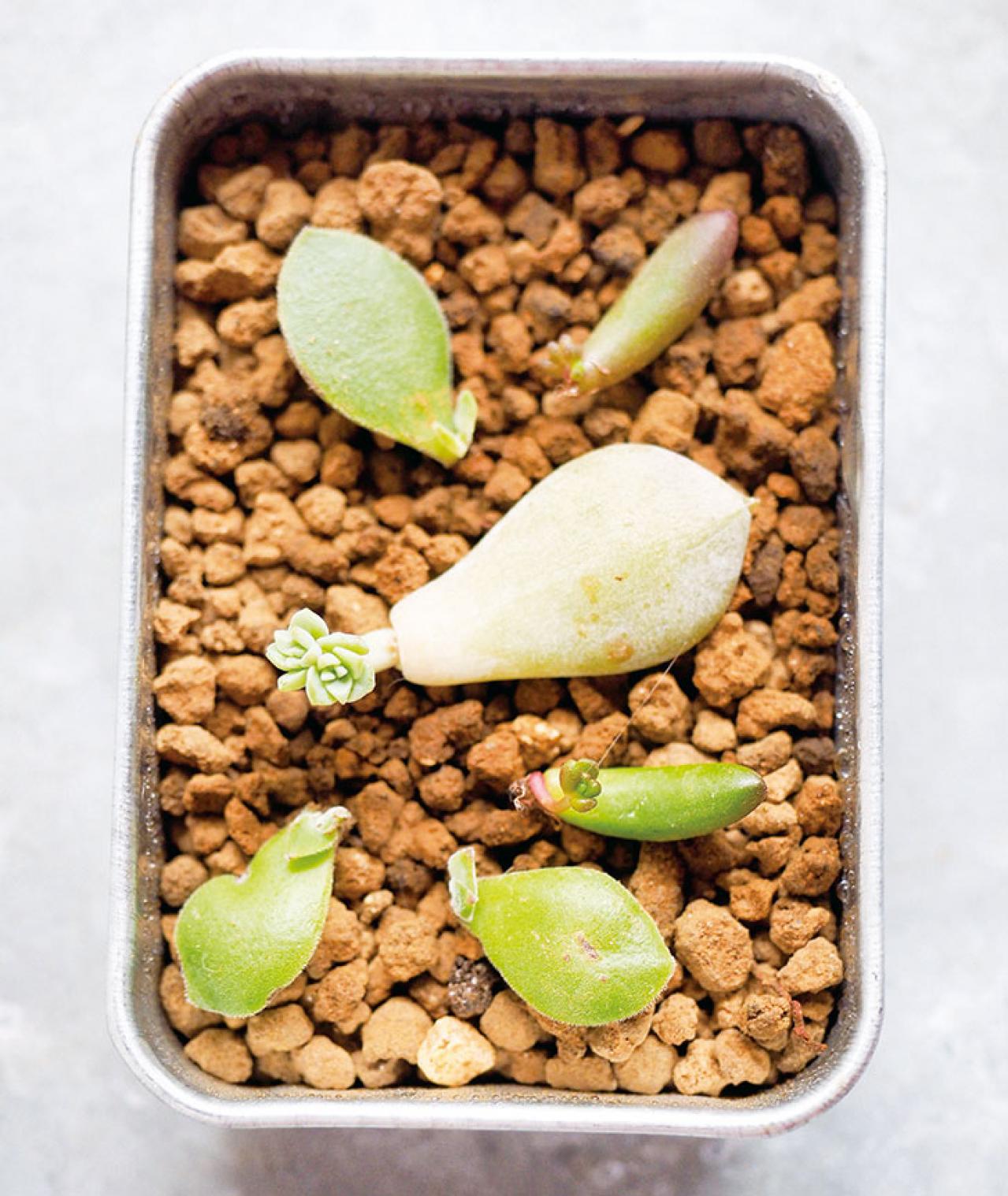 初心者でも簡単！多肉植物&サボテンの育て方。水やり、肥料、増やし方もわかる【保存版】（画像14）