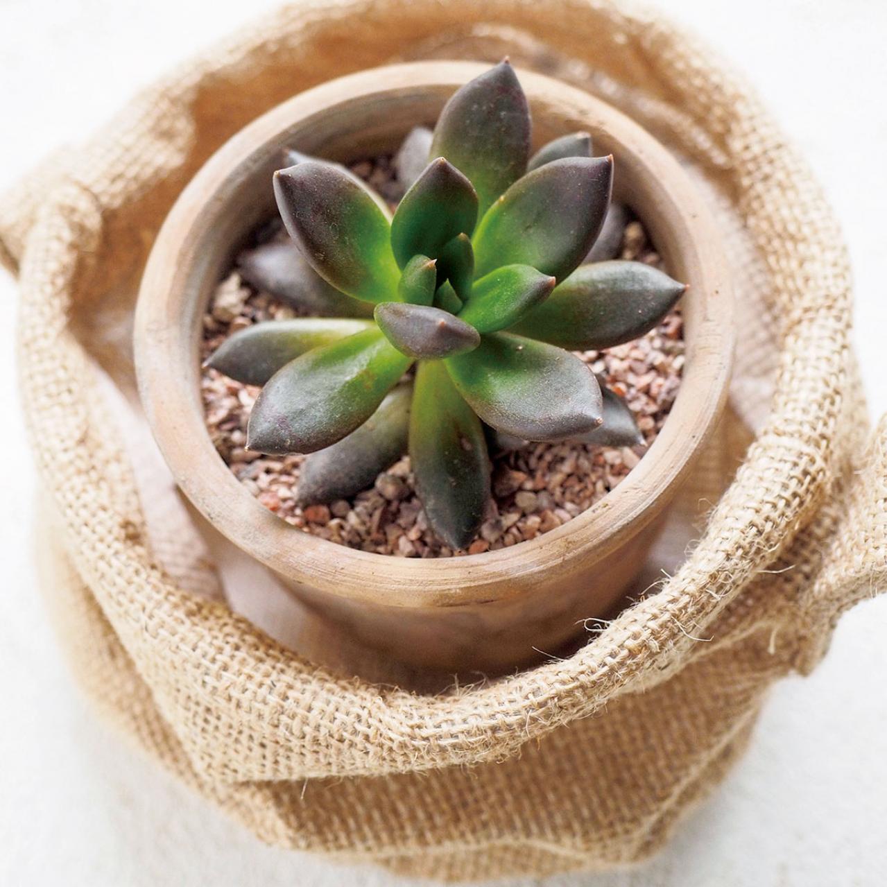 初心者でも簡単！多肉植物&サボテンの育て方。水やり、肥料、増やし方もわかる【保存版】（画像10）