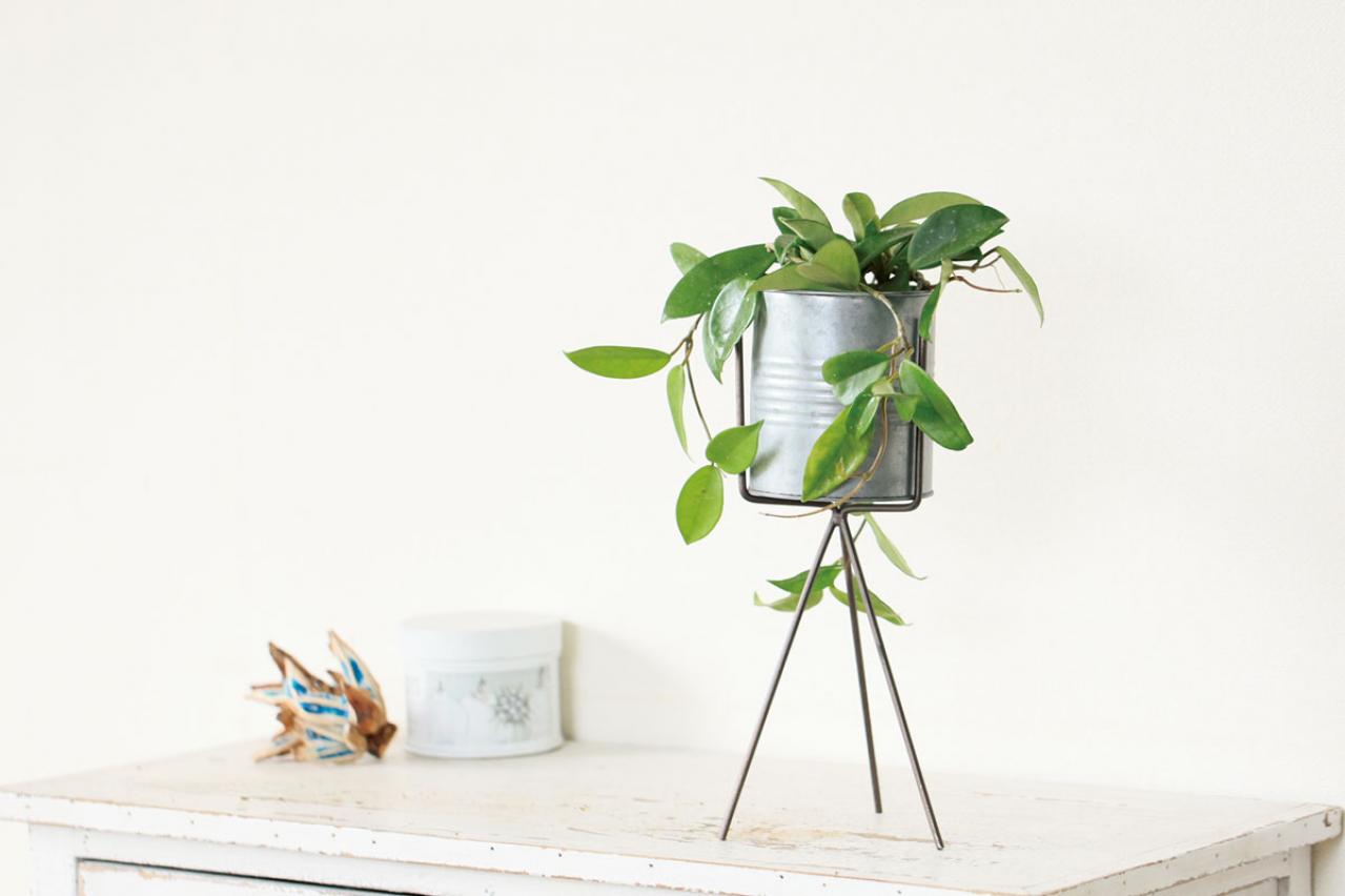 【ミニ観葉植物】人気15選！　人気ネットショップ「e -花屋さん」がおすすめ（画像14）