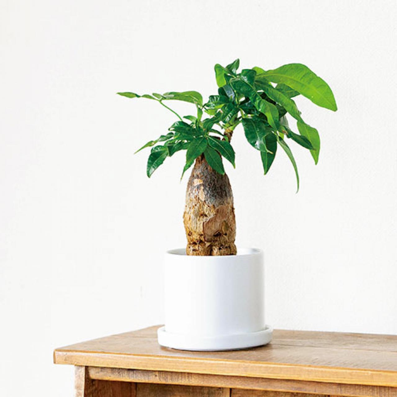 【ミニ観葉植物】人気15選！　人気ネットショップ「e -花屋さん」がおすすめ（画像11）