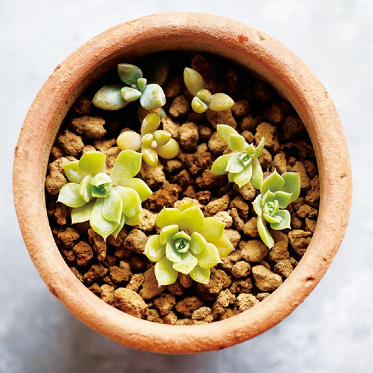 初心者でも簡単！多肉植物&サボテンの育て方。水やり、肥料、増やし方もわかる【保存版】（画像13）