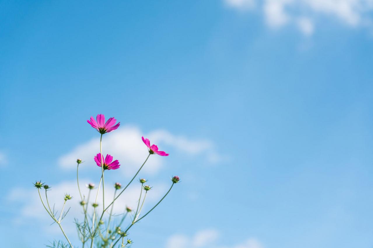 【おひとりさまの老後】頼める親族がいない場合、葬儀はどうする？ 生前契約と死後事務委任契約とは？