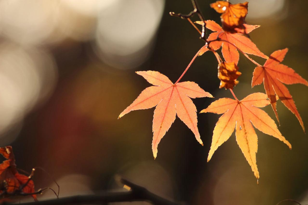 紅葉にまつわる季語。秋の季語はどれ？　散紅葉　紅葉散りそむる　紅葉散る　残る紅葉　紅葉かつ散る【大人の教養】季語クイズ