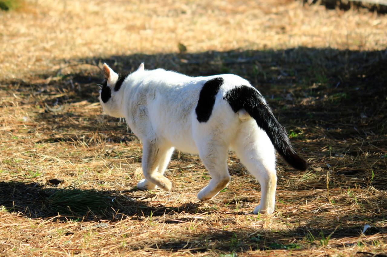 【クイズ】蔦枯る・草枯る・蓮枯る・菊枯る・末枯るる　「枯れる」にまつわる季語。秋の季語はどれ？【大人の教養】