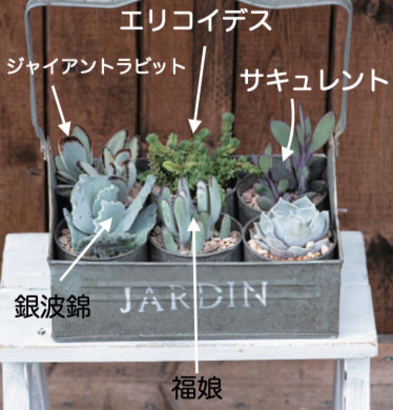 おしゃれなインドアグリーンに！【多肉植物＆サボテン＋雑貨】のアレンジ５　（画像9）