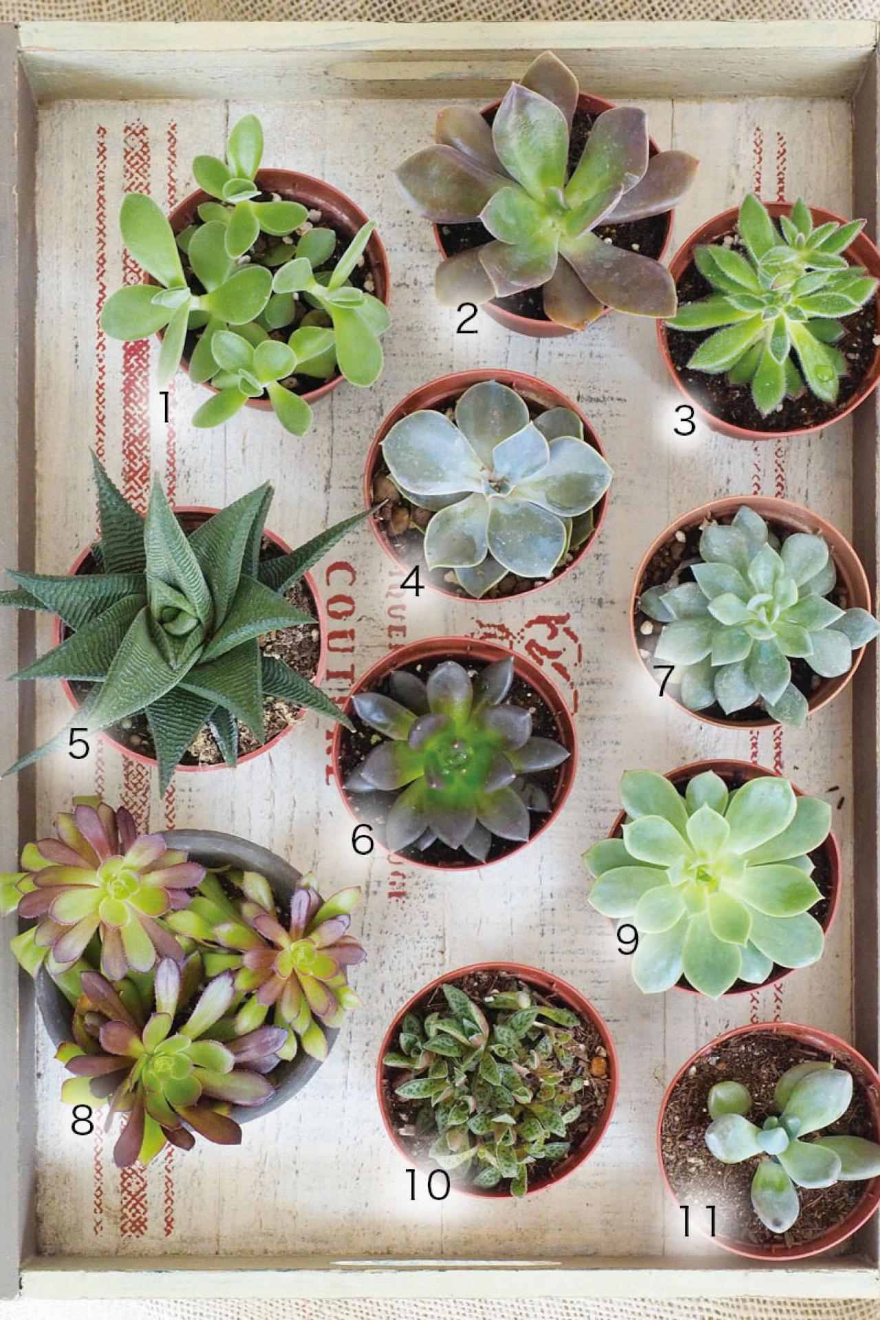 初心者でも育てやすい！多肉植物のおすすめ25選＋小さなサボテン４選（画像2）