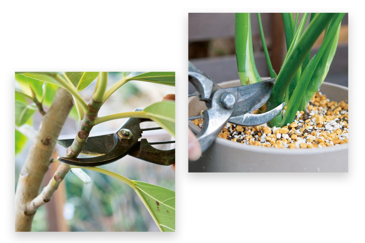 中型&大型観葉植物の育て方。置き場所、水やり、肥料、植えかえ、鉢の大きさは？
