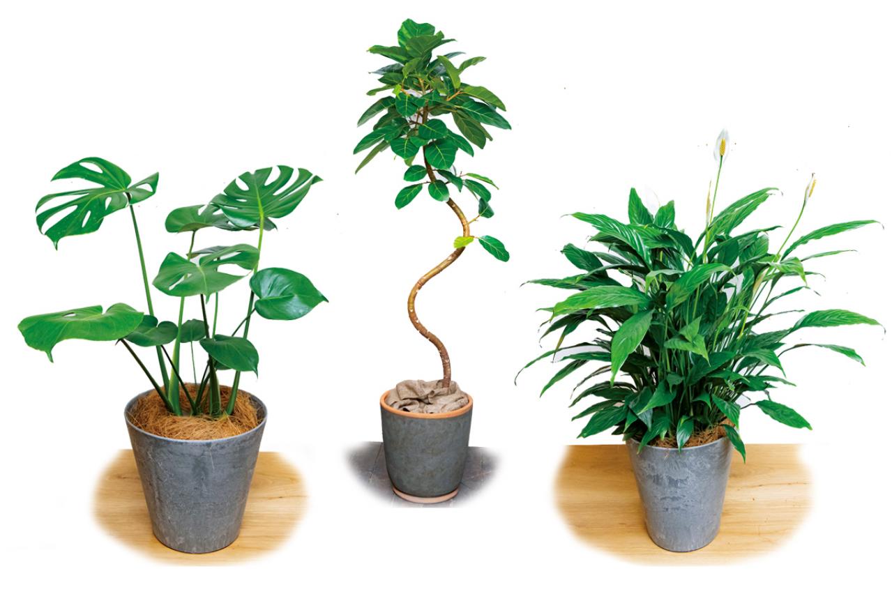 中型&大型の観葉植物おすすめ13選。家の中で育てるシンボルツリー　