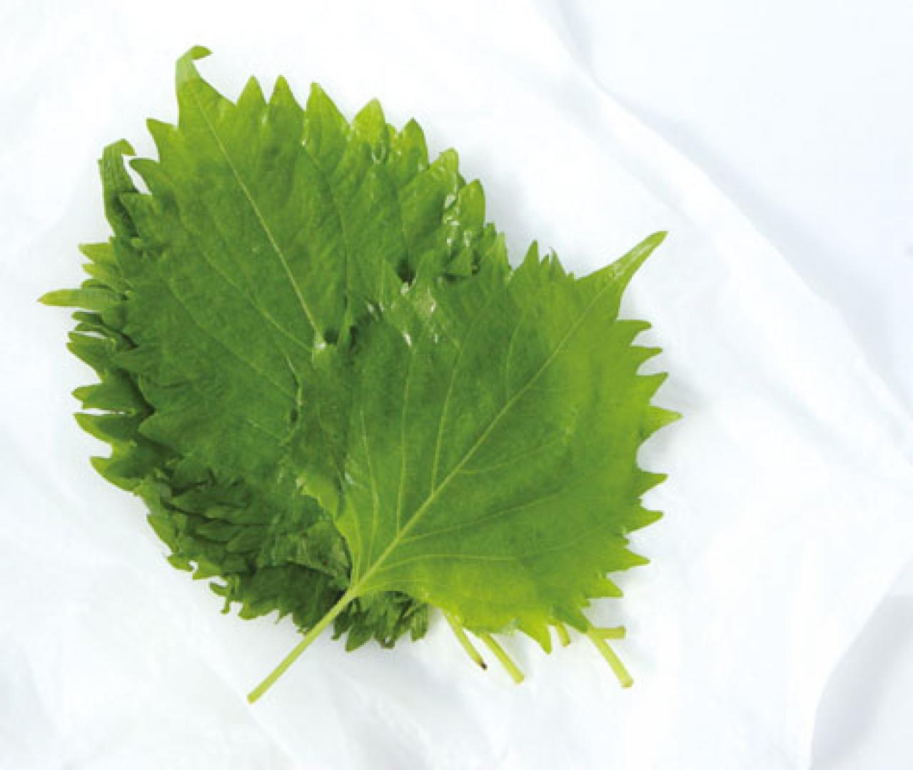 シナシナしない【しそ】の保存方法。買ってきたときよりみずみずしくなるコツとは？ （画像3）