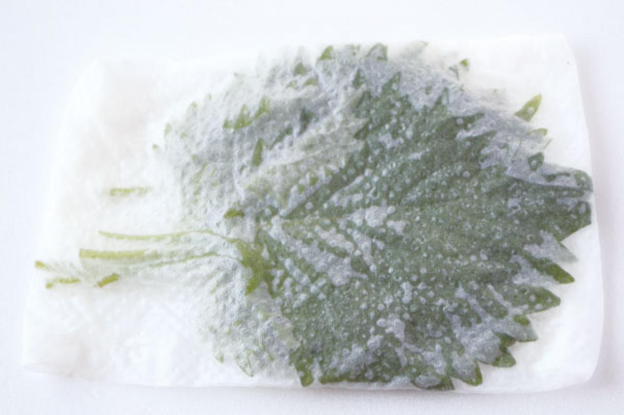 シナシナしない【しそ】の保存方法。買ってきたときよりみずみずしくなるコツとは？ （画像2）