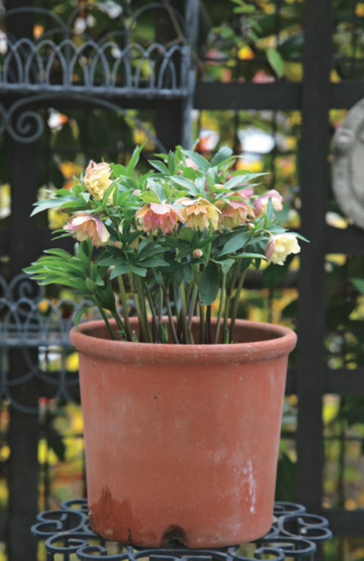 【クリスマスローズの庭実例】園芸ソムリエが伝授！鉢植えで楽しむガーデンと鉢の栽培方法【ガーデニング】（画像3）