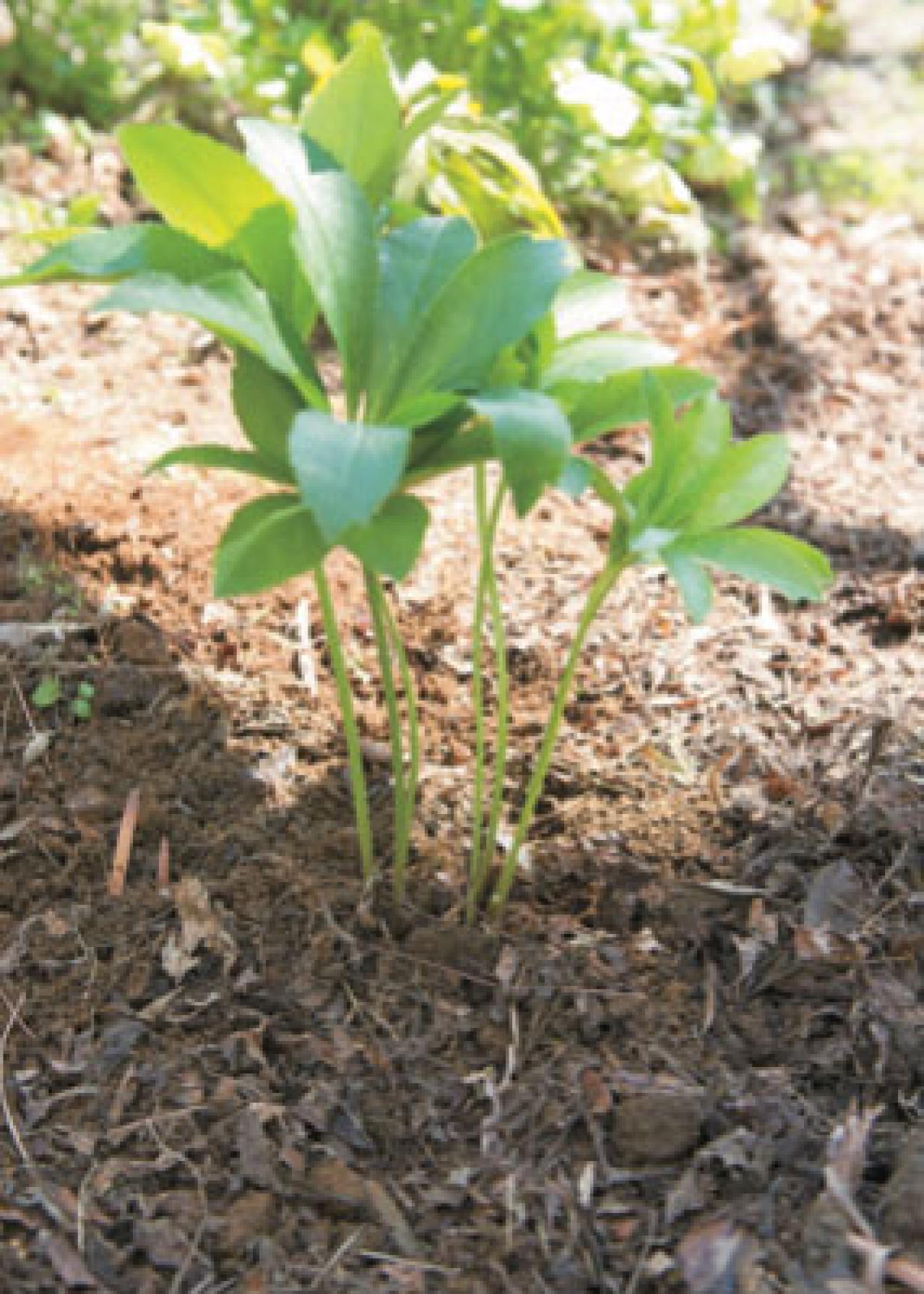 プロに教わる、クリスマスローズの庭への植えつけ方|相性のよい植物は？｜プロの実際の植えつけ作業を拝見！（画像18）