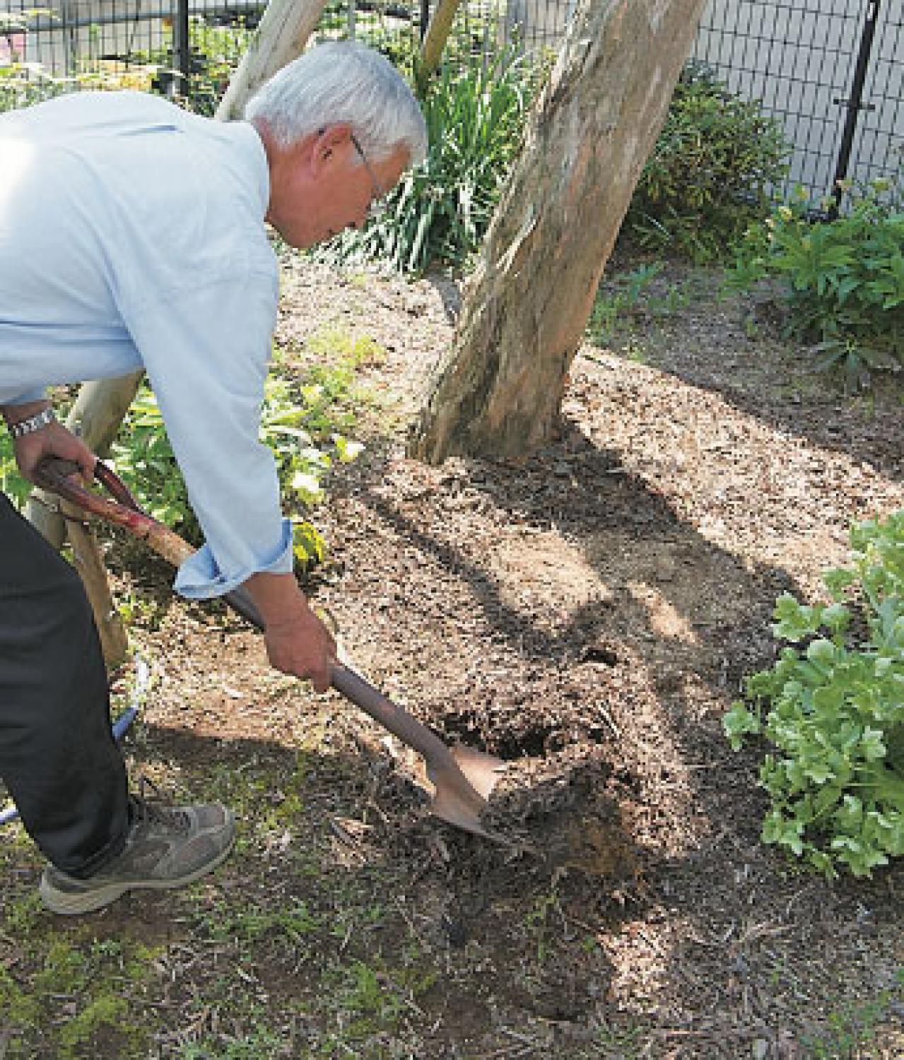 プロに教わる、クリスマスローズの庭への植えつけ方|相性のよい植物は？｜プロの実際の植えつけ作業を拝見！（画像9）