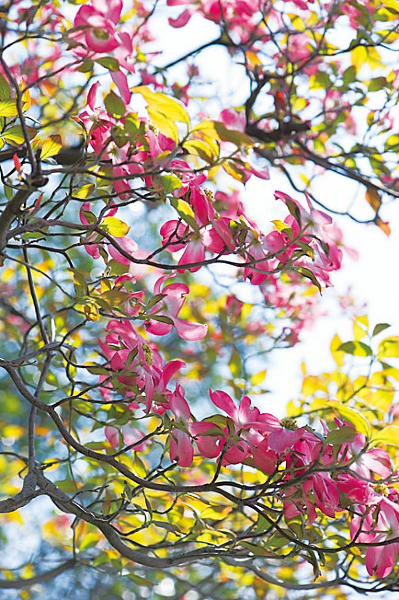 プロに教わる、クリスマスローズの庭への植えつけ方|相性のよい植物は？｜プロの実際の植えつけ作業を拝見！（画像5）