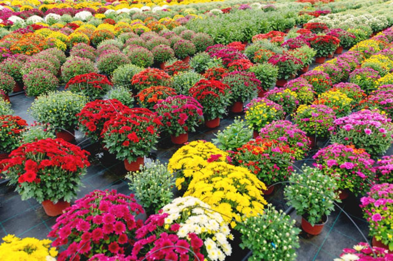 秋の玄関を華やかにする多年草「ガーデンマム」の育て方【ガーデニング】（画像3）