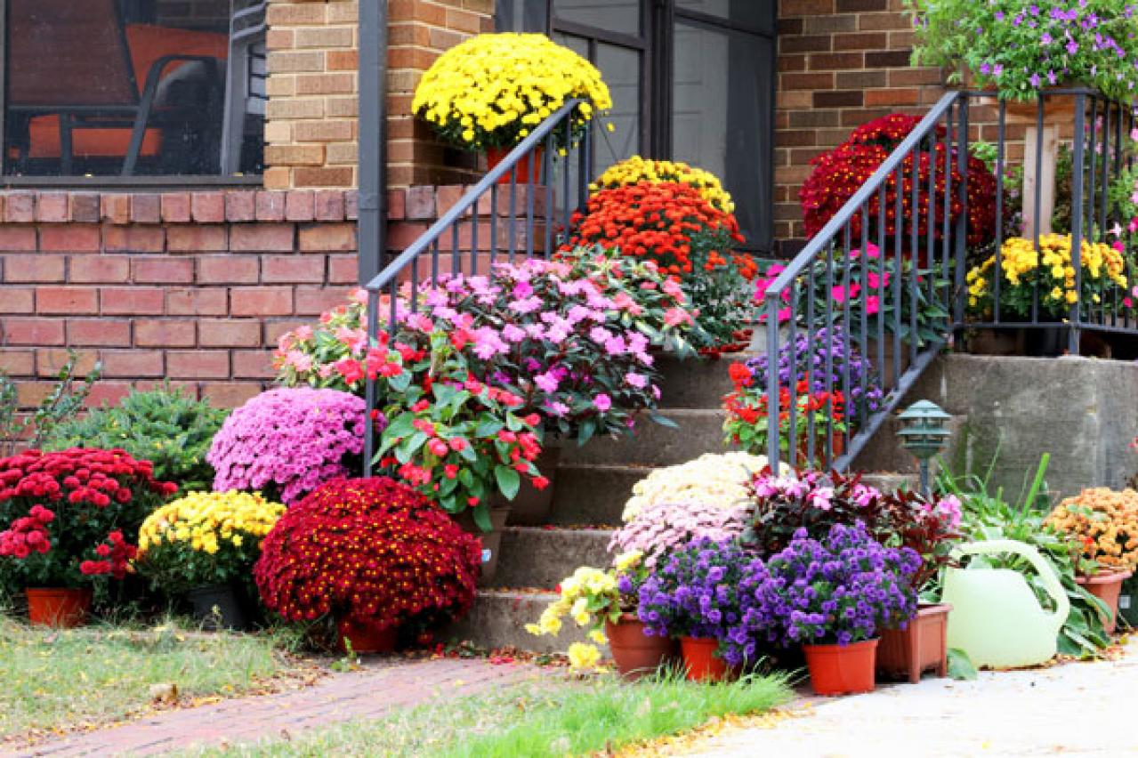 秋の玄関を華やかにする多年草「ガーデンマム」の育て方【ガーデニング】（画像4）