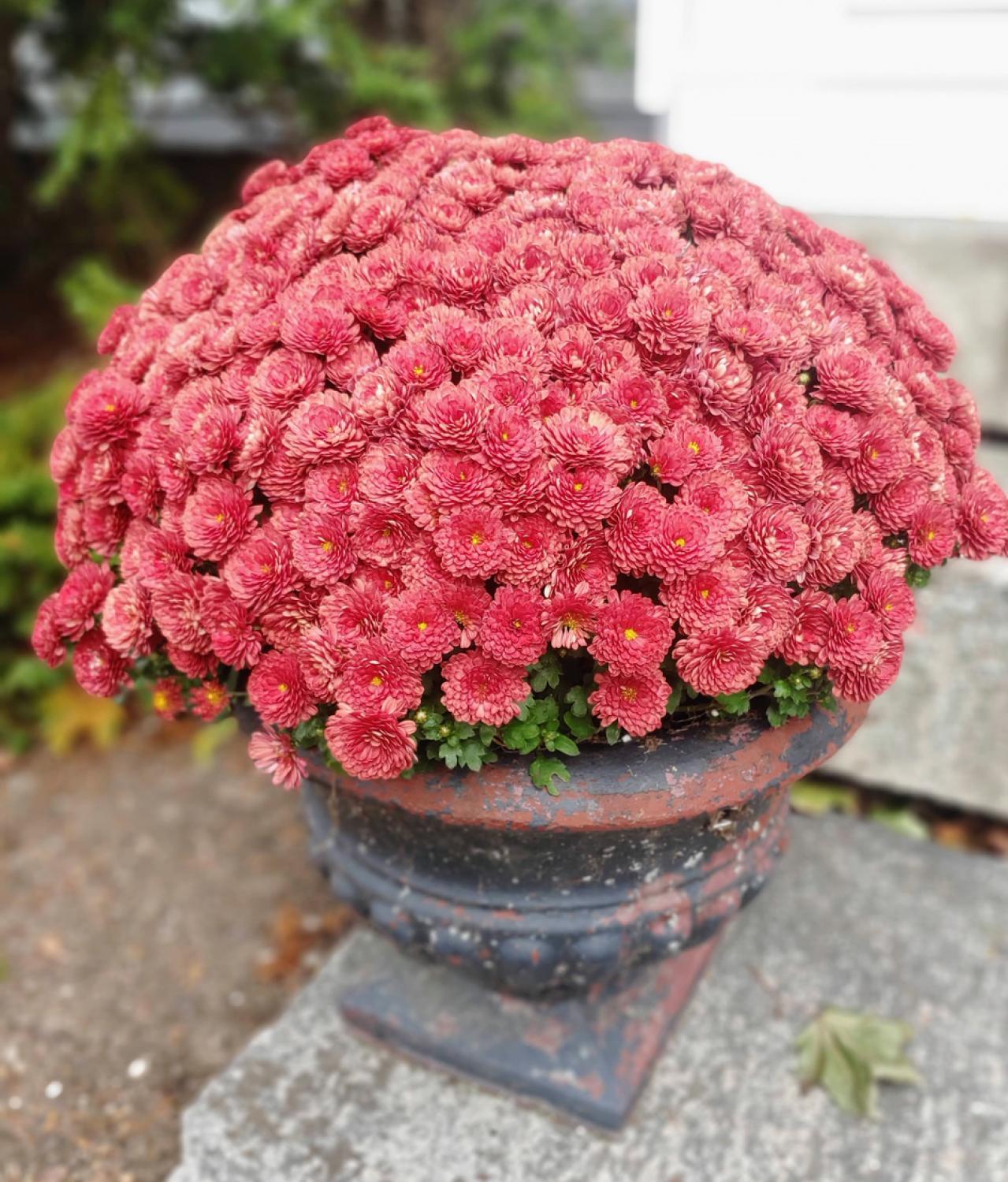 秋の玄関を華やかにする多年草「ガーデンマム」の育て方【ガーデニング】（画像8）