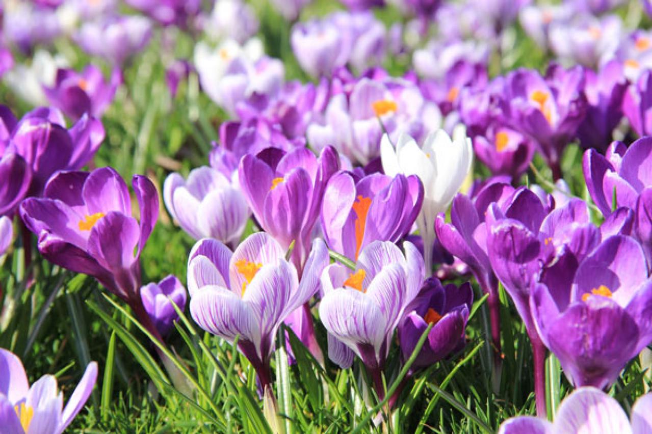 【秋から始める簡単ガーデニング】今植えて春満開に咲く！「秋植え球根」7選（画像5）