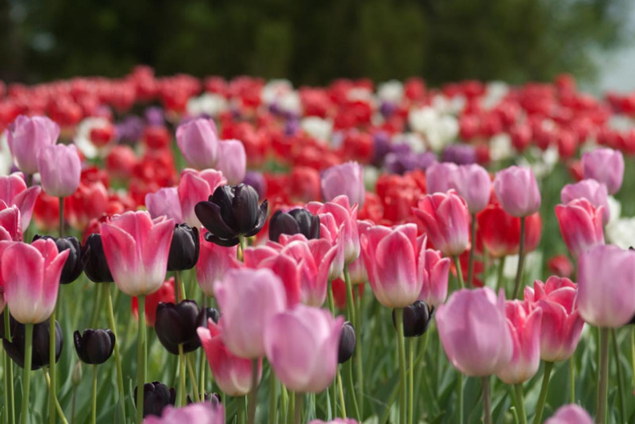 【秋から始める簡単ガーデニング】今植えて春満開に咲く！「秋植え球根」7選（画像3）